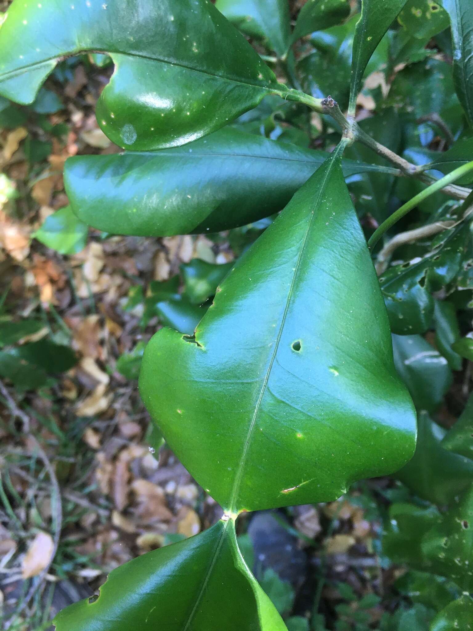 Imagem de Phyllarthron megapterum H. Perrier