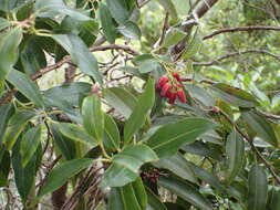 Image of Agarista salicifolia (Lam.) G. Don