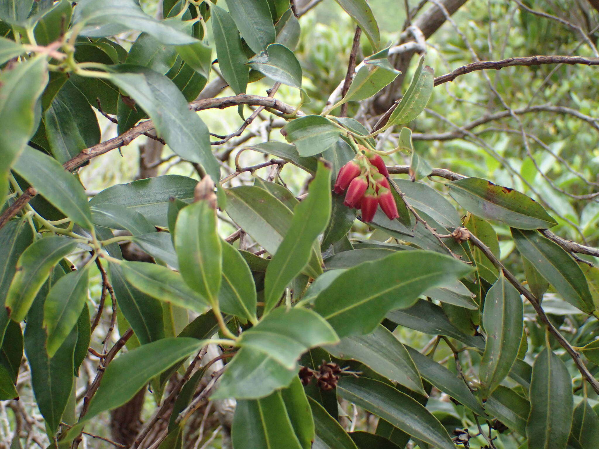 Image of Agarista salicifolia (Lam.) G. Don