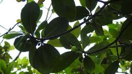 Image of Ternstroemia oocarpa (Rose) Melch.