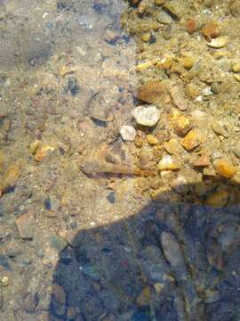 Image of Blue Ridge Sculpin