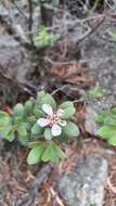 Image of Leptospermum grandiflorum Lodd.