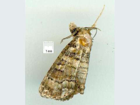 Image of Chlumetia euthysticha Turner 1942