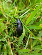 Image of Carabus (Megodontus) purpurascens Fabricius 1787