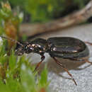 Imagem de Bembidion (Metallina) properans (Stephens 1828)