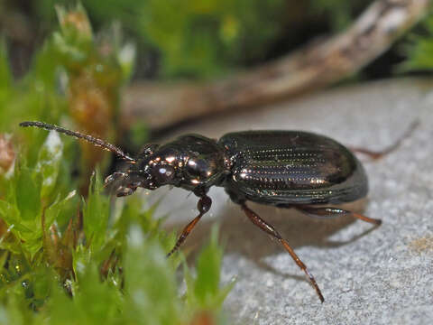 Слика од Bembidion (Metallina) properans (Stephens 1828)