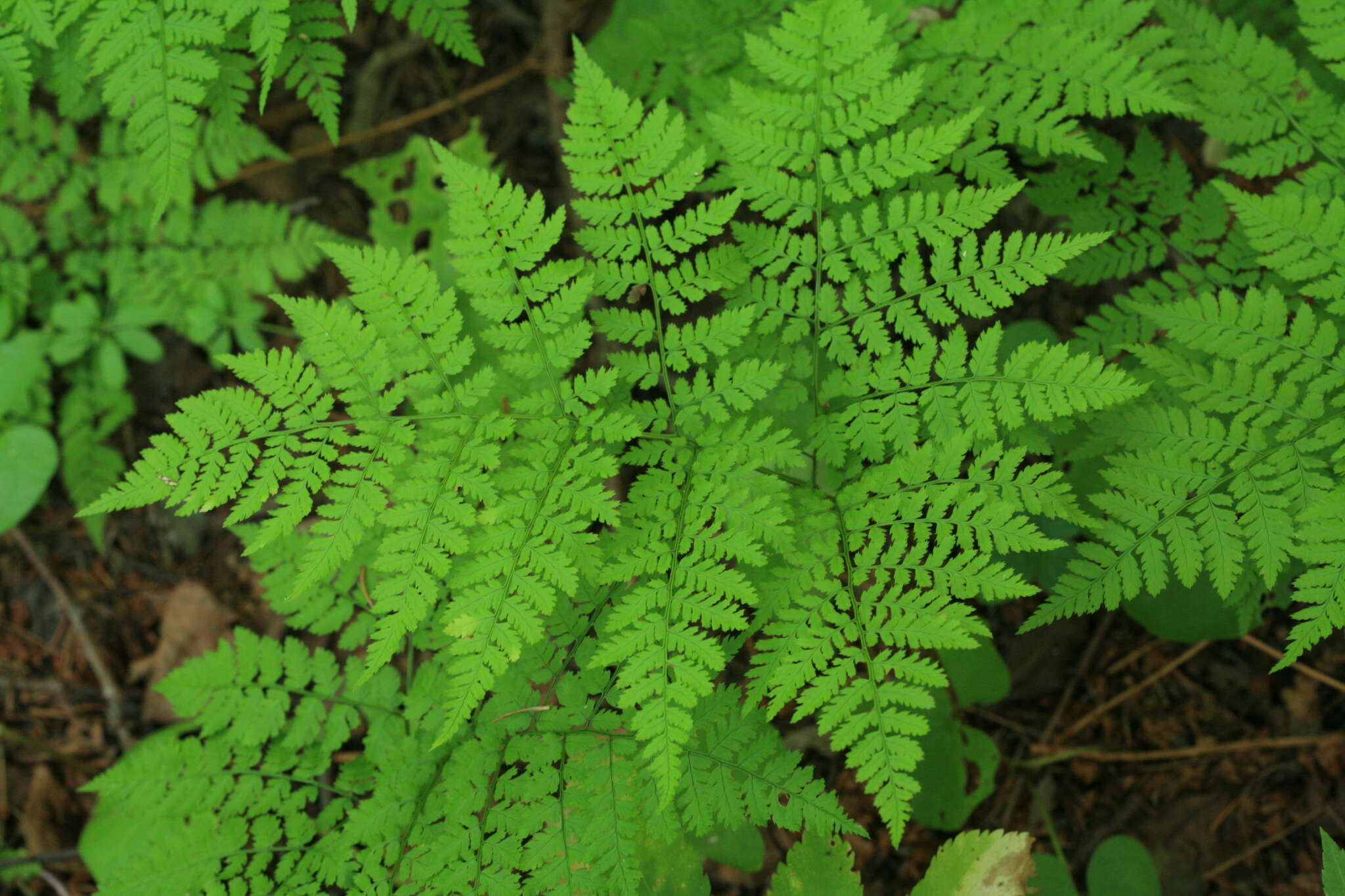 Imagem de Dryopteris amurensis (Milde) Christ