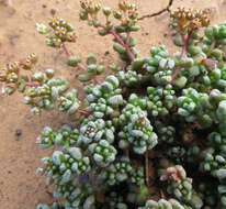 Image of Crassula corallina subsp. corallina