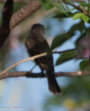 Image of Lesser Antillean Flycatcher