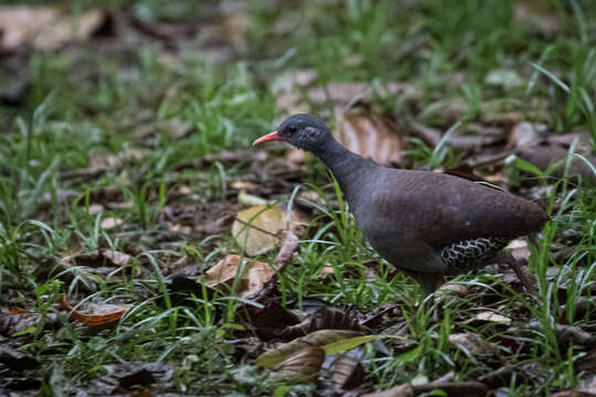 صورة Crypturellus tataupa tataupa (Temminck 1815)