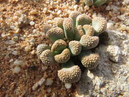 Image of Titanopsis schwantesii (Dinter) Schwant.