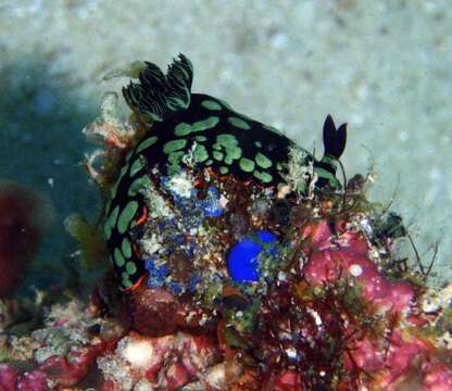 Image of Dusky green spot orange gill black slug