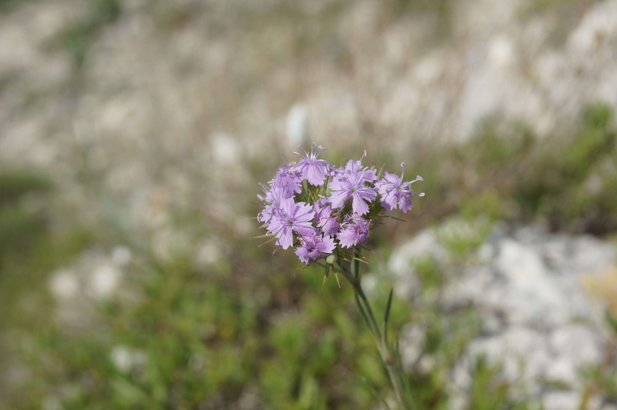 Image of Dianthus pseudarmeria M. Bieb.