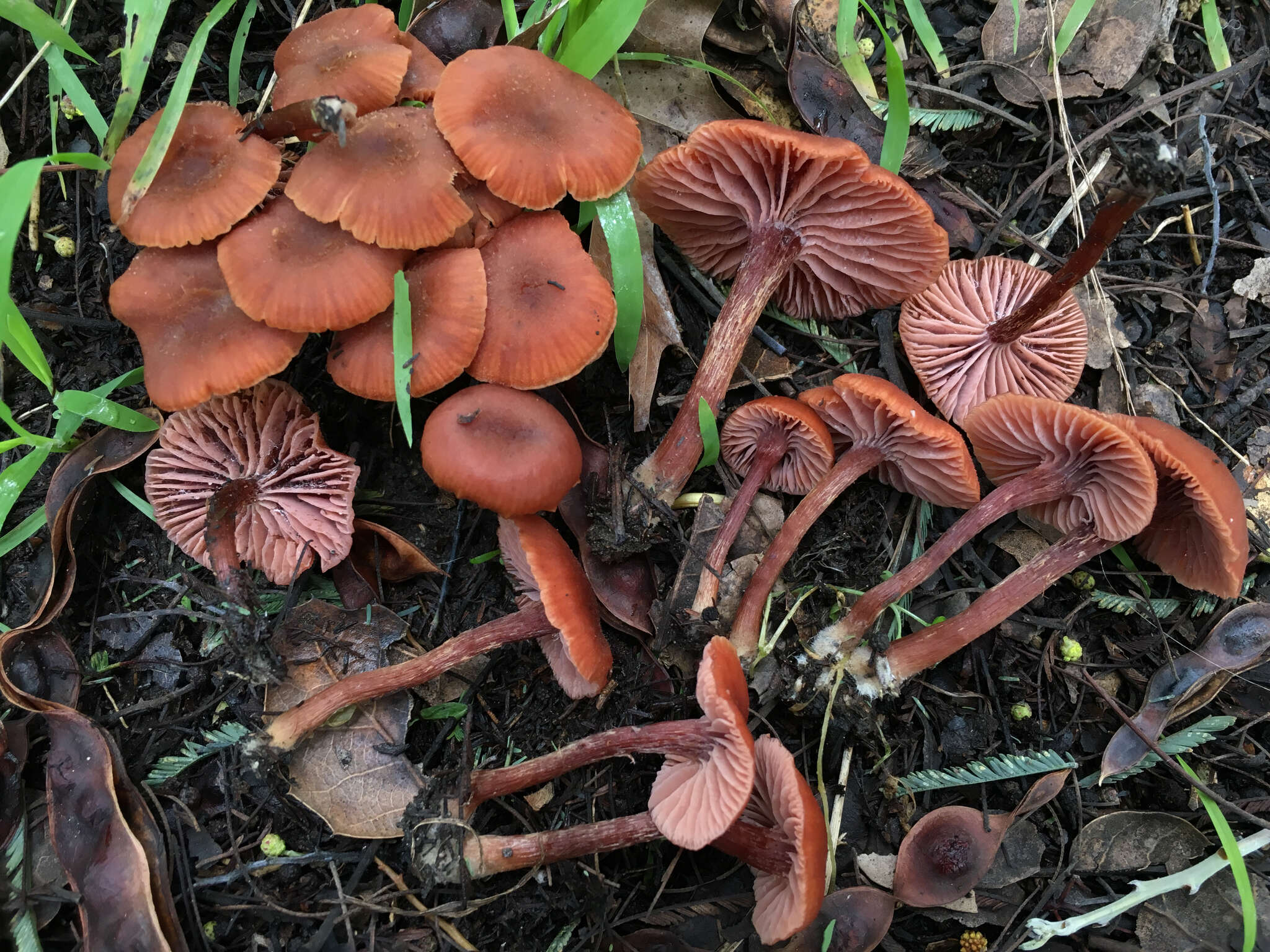 Image of Laccaria laccata (Scop.) Cooke 1884