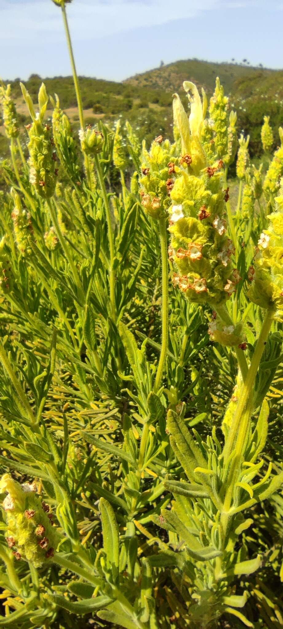 Image of Lavandula viridis L'Hér.