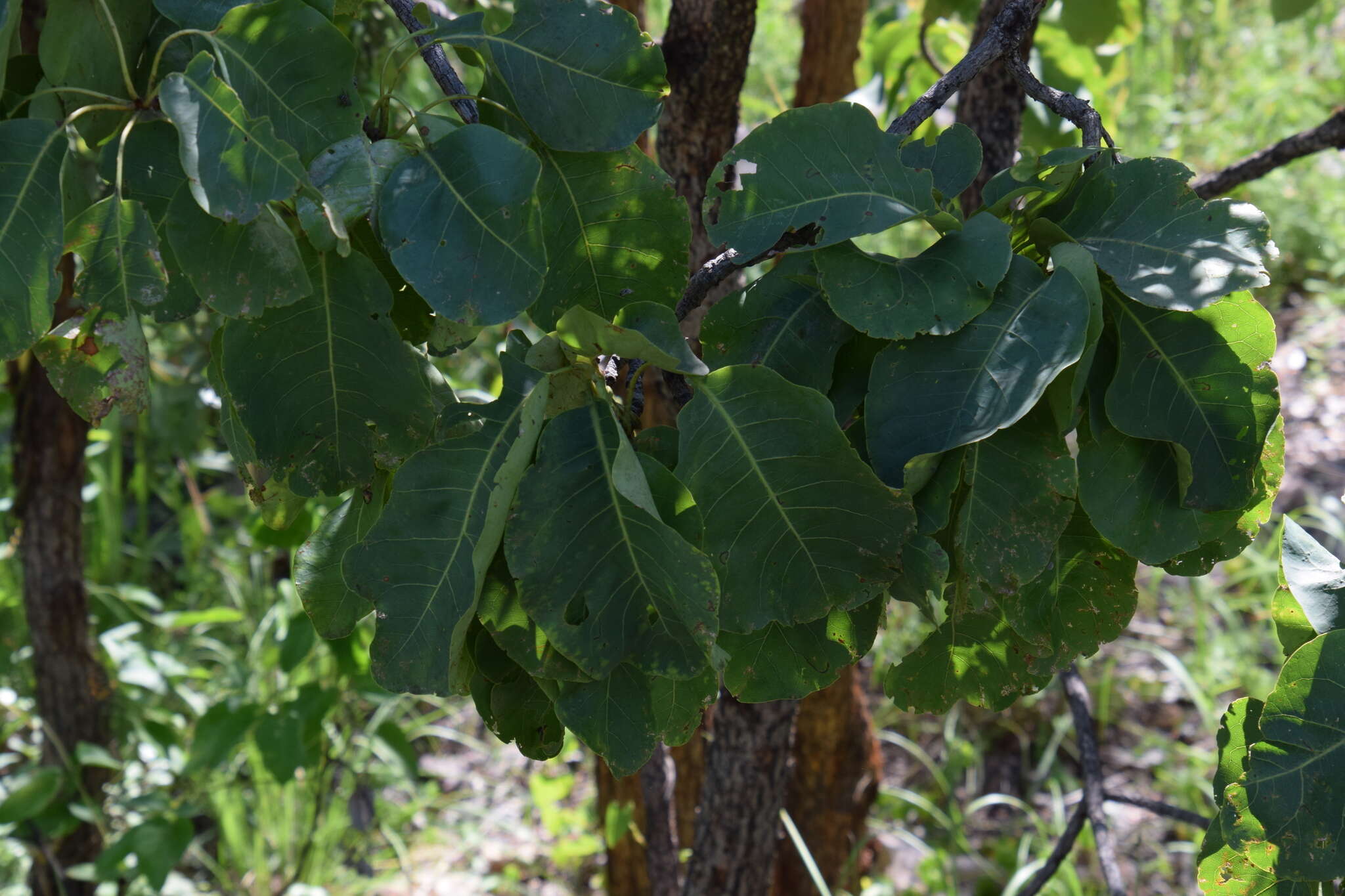 Image de Terminalia latipes subsp. psilocarpa L. Pedley