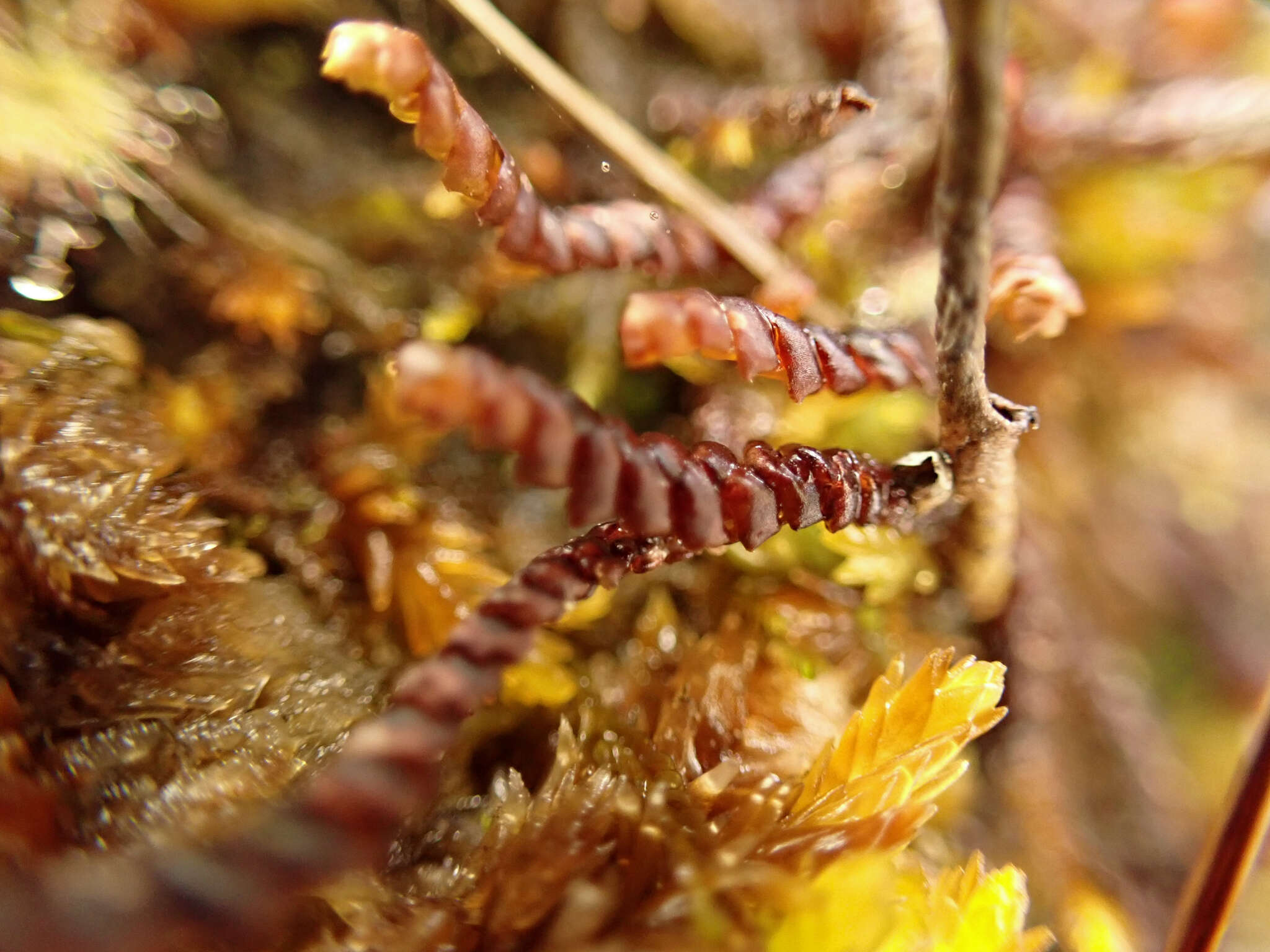 Image of Purple Spoonwort