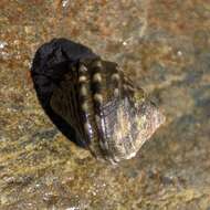 Image of Littorina brevicula (Philippi 1844)