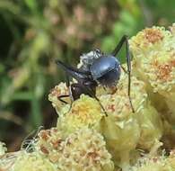 Image of Camponotus mayri Forel 1879