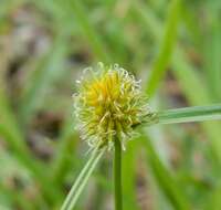 Image of Cyperus alatus (Nees) F. Muell.