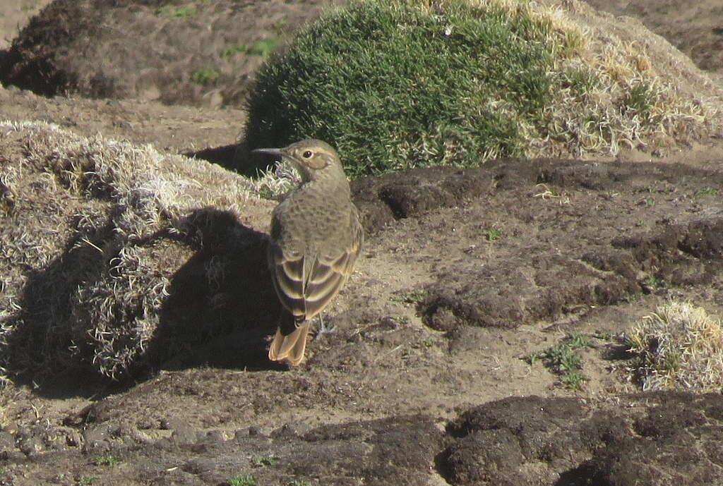 Image of Slender-billed Miner