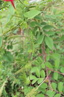 Image of Cypress Vine