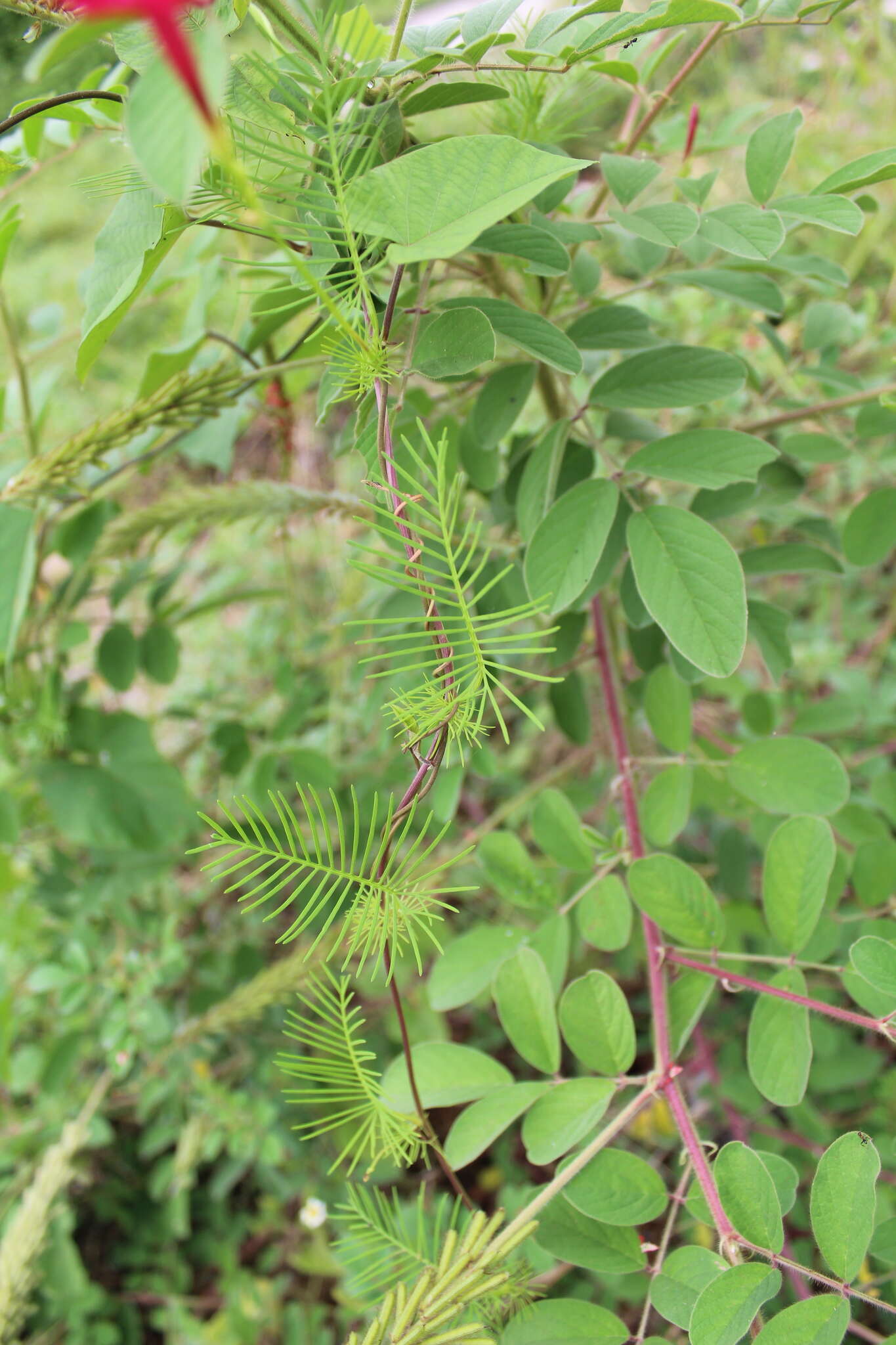 Image of Cypress Vine