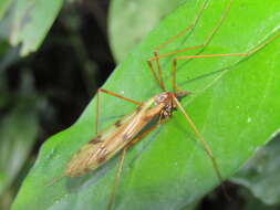 Image of Austrolimnophila (Austrolimnophila) atripes (Alexander 1922)