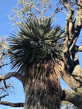 Trithrinax campestris (Burmeist.) Drude & Griseb. resmi