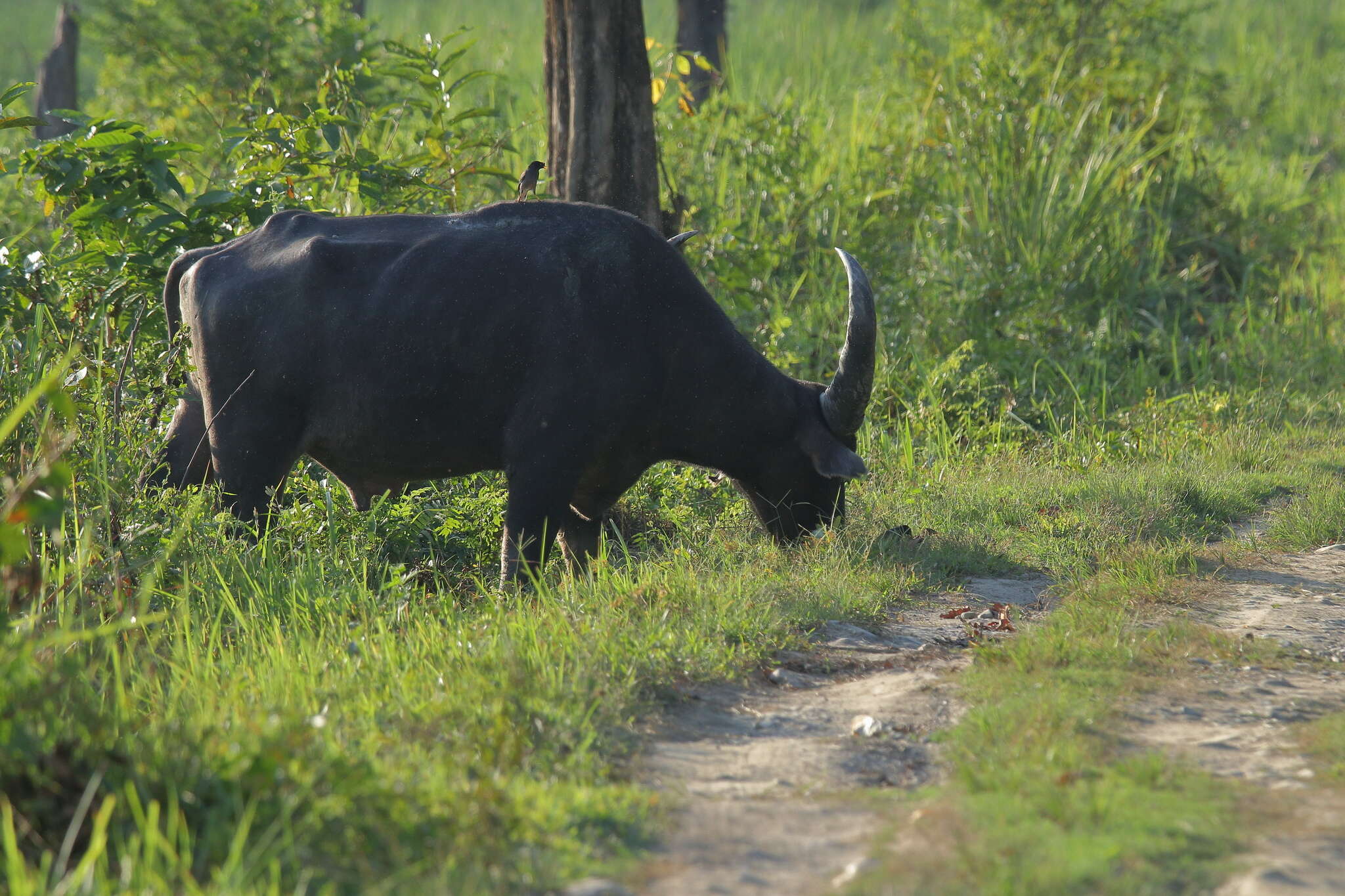 Imagem de Bubalus bubalis arnee (Kerr 1792)