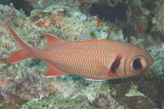 Image of Epaulette soldierfish