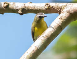 Image of Brown-capped Tyrannulet