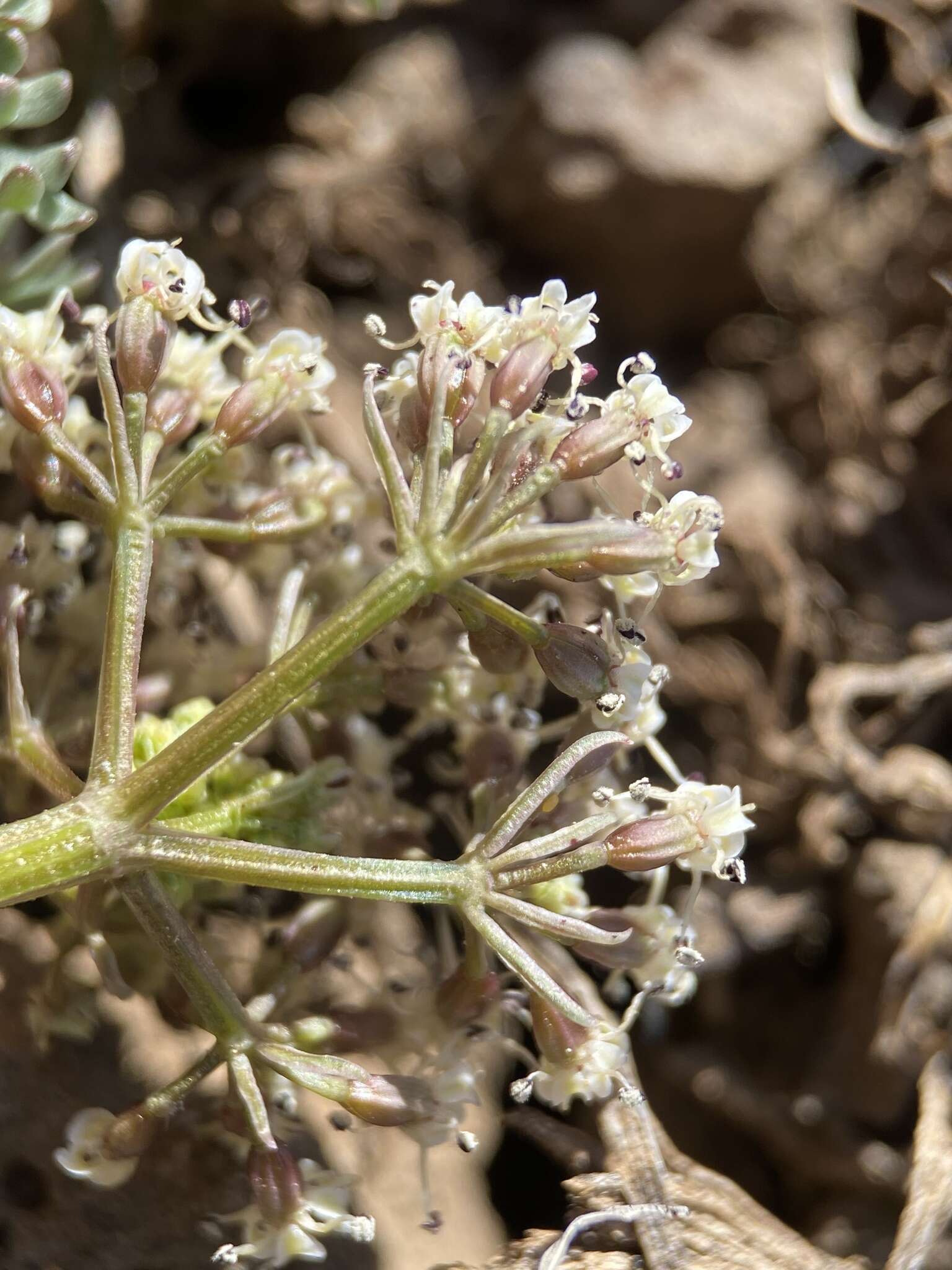 Lomatium canbyi (Coult. & Rose) Coult. & Rose resmi