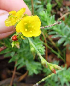 Image of Linum acuticarpum C. M. Rogers