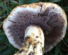 Image of Agaricus fuscovelatus Kerrigan 1985