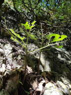 Image of Rock tree-nettle