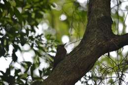 Image of Plain-winged Woodcreeper