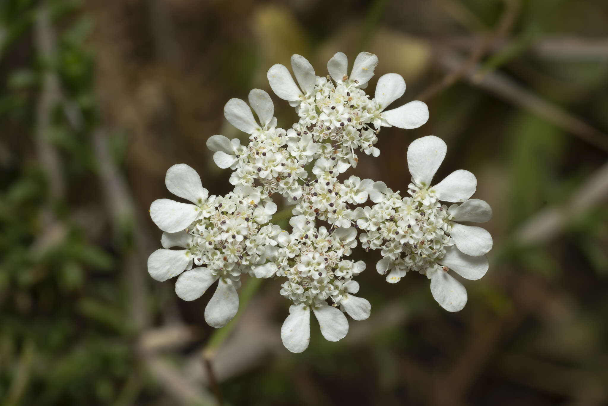 Image of Tordylium pestalozzae Boiss.