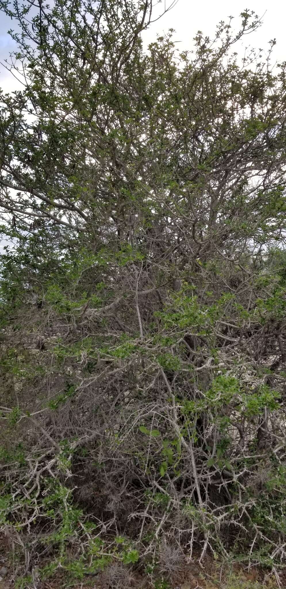 Image of Tabebuia myrtifolia (Griseb.) Britt.