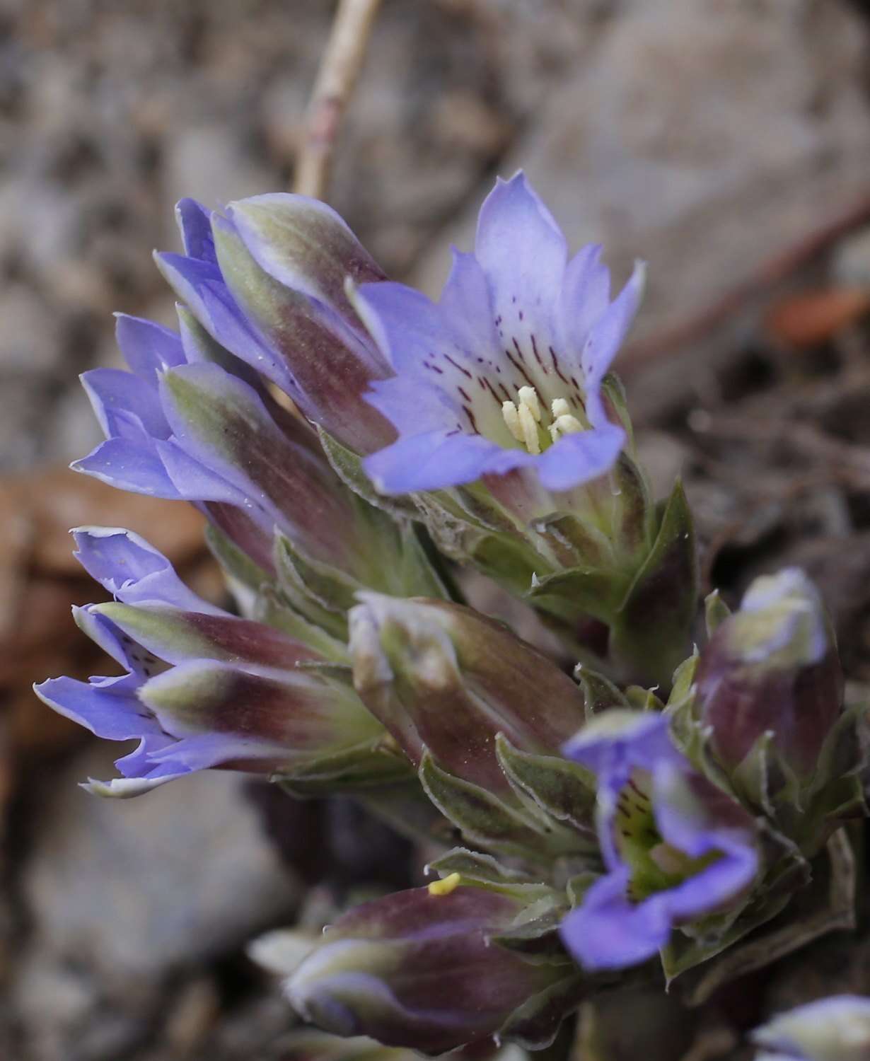 Image of Gentiana zollingeri Fawcett