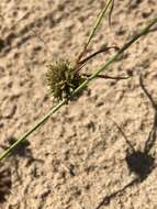 Image of Great Plains flatsedge