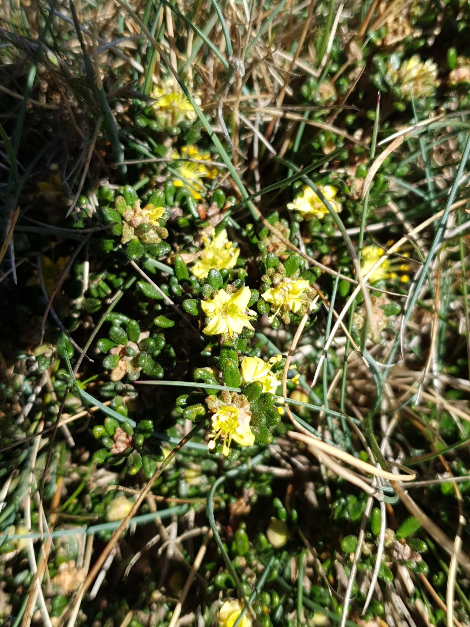 Image of Asterolasia trymalioides F. Müll.