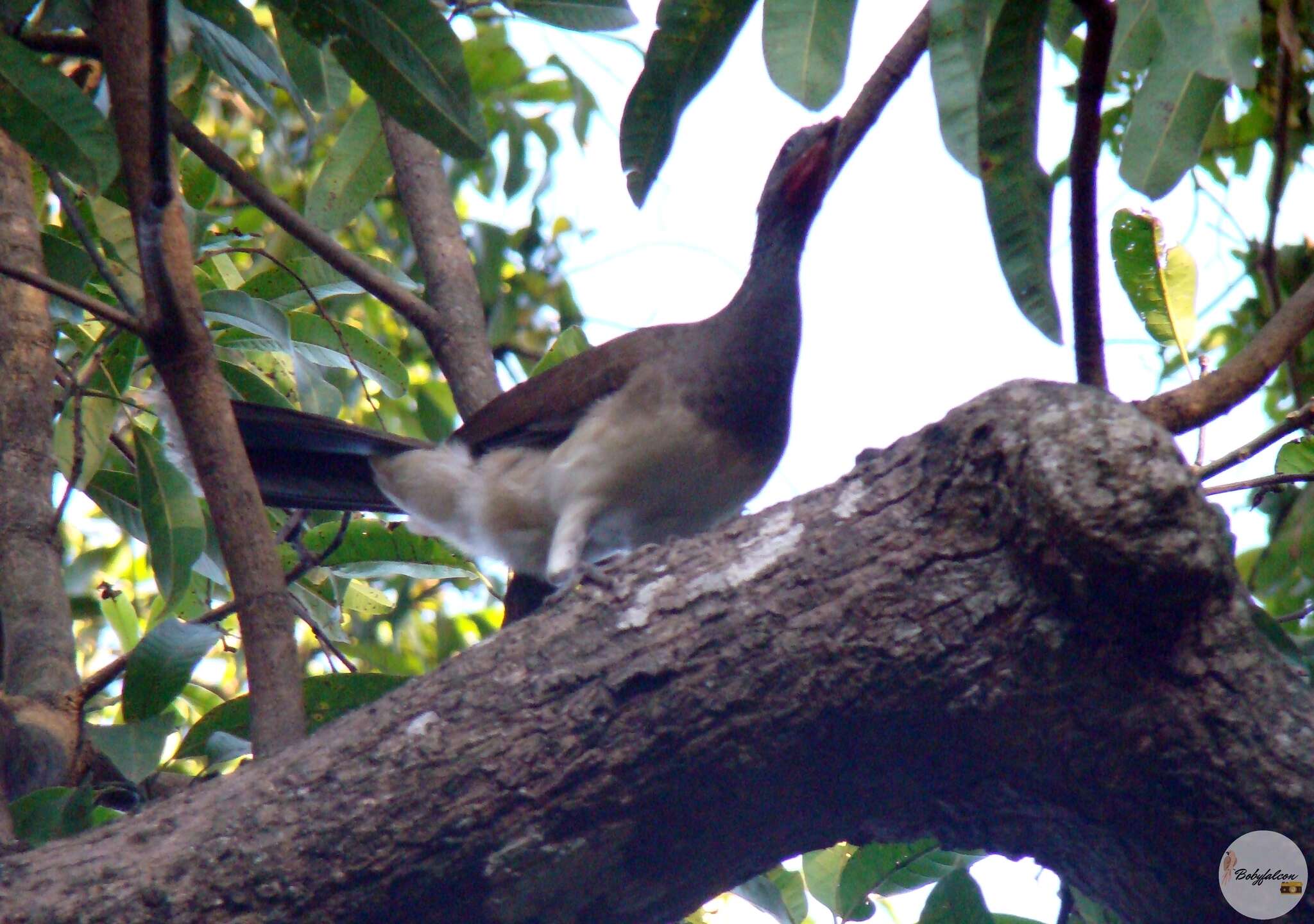 Image of White-bellied Chachalaca