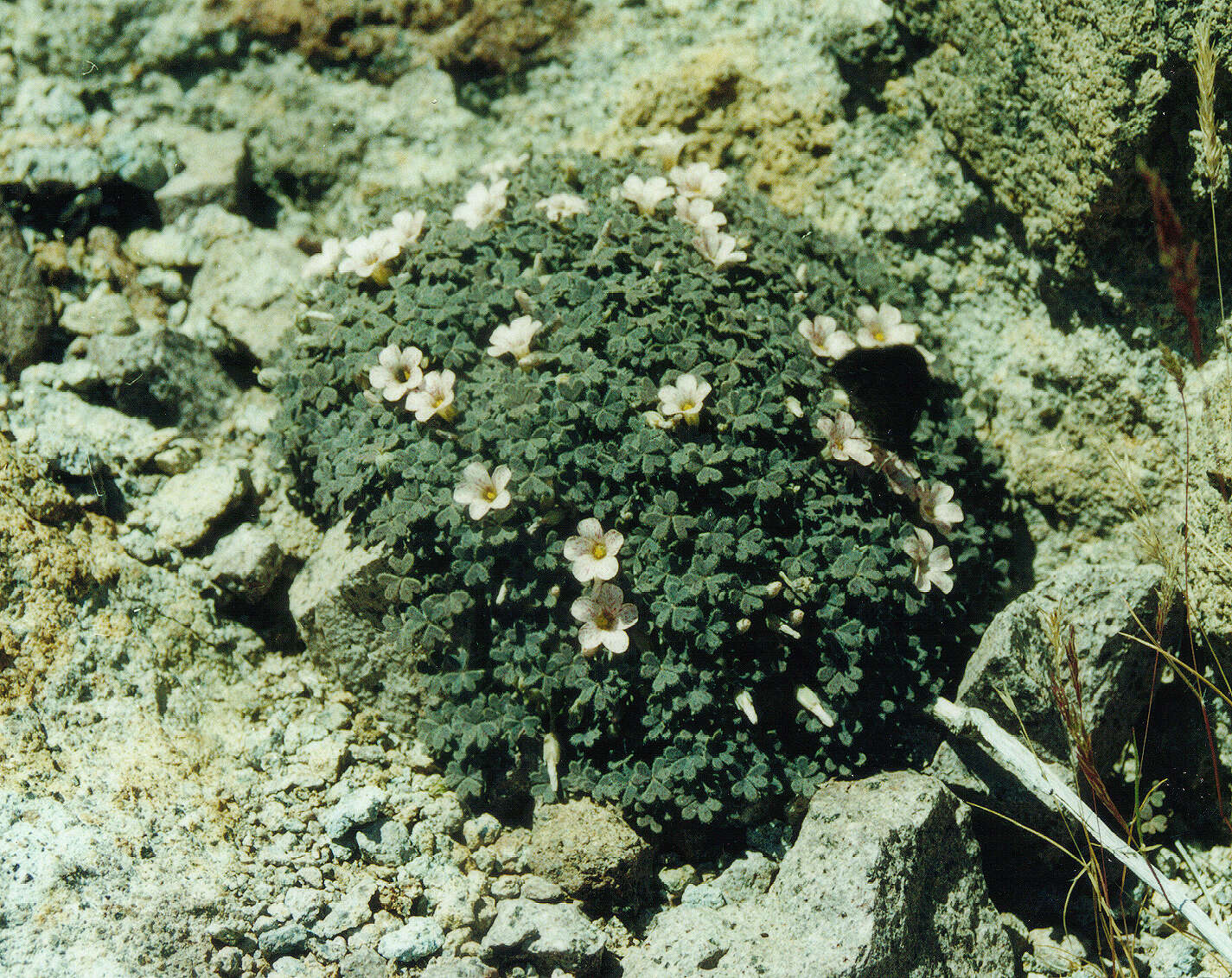 Image of Oxalis chachahuensis Alfonso, Prina & Muiño