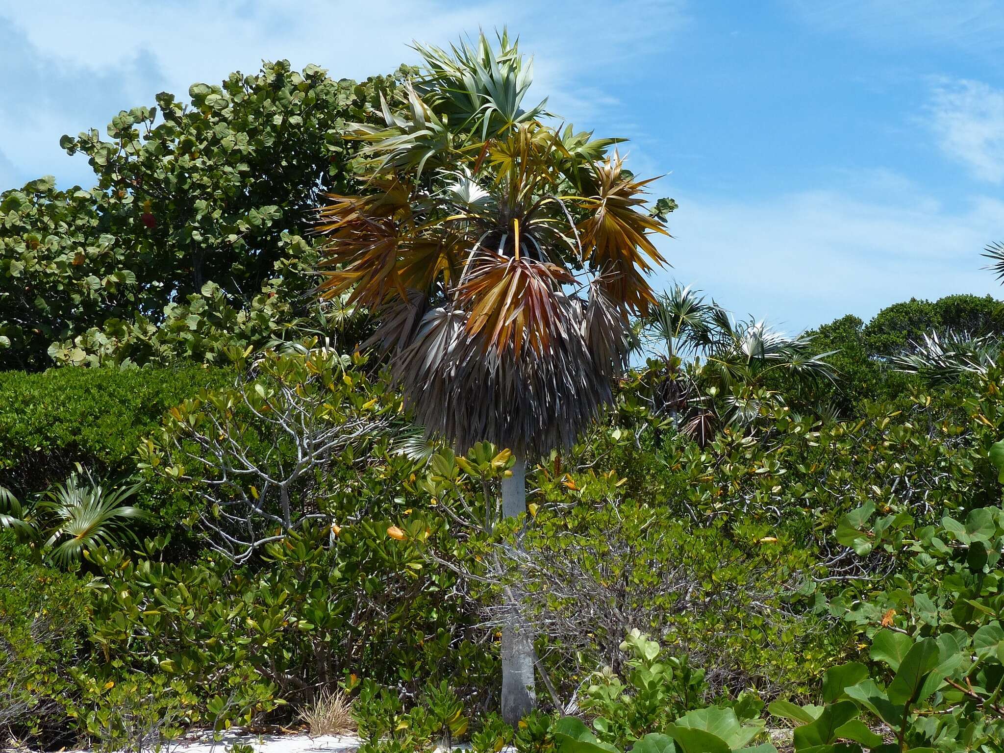 Image de Coccothrinax argentata (Jacq.) L. H. Bailey