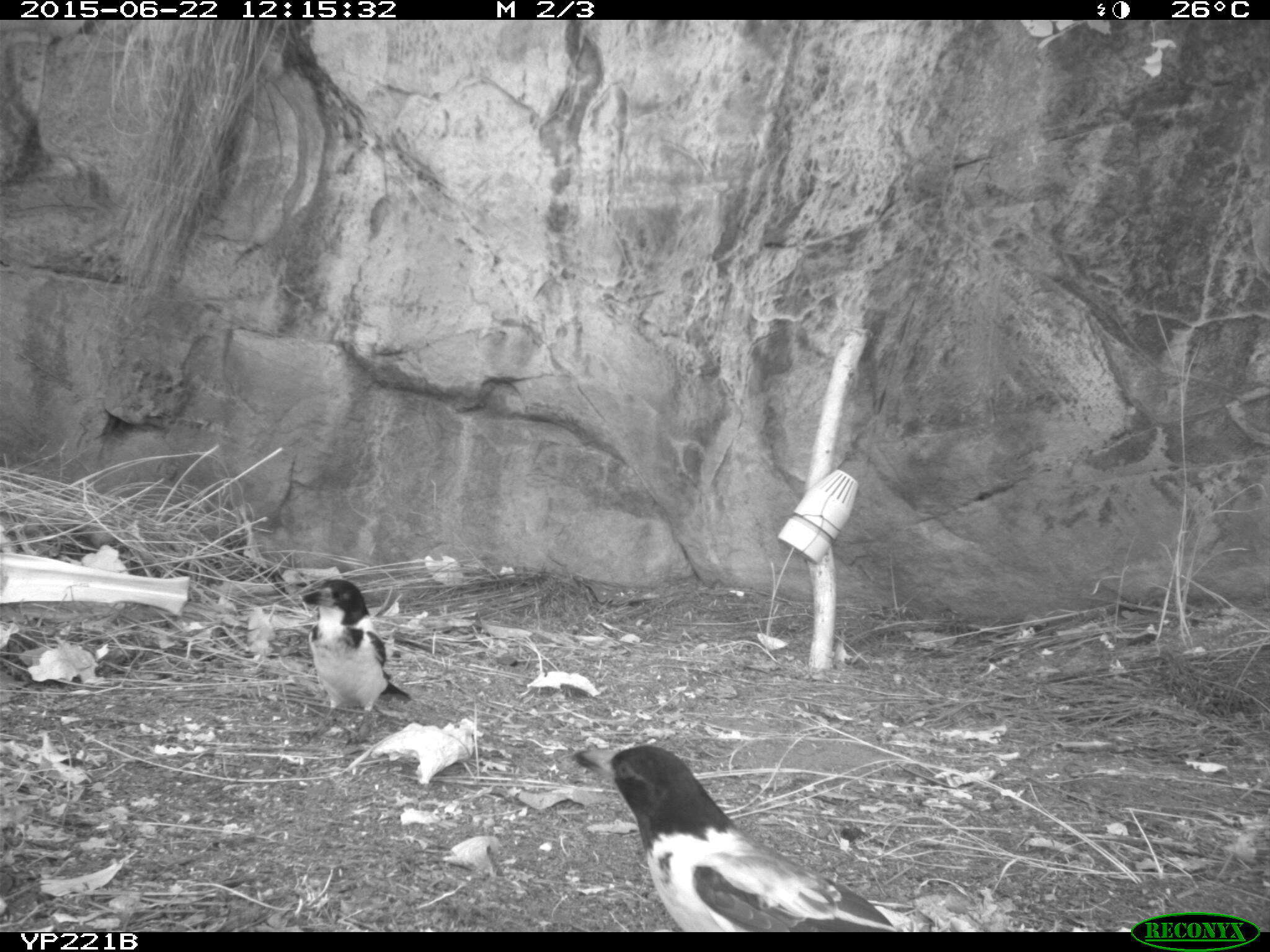 Image of Silver-backed Butcherbird