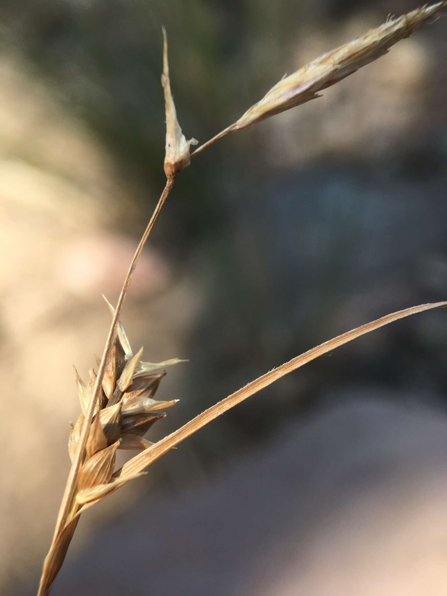 Image of Whitney's sedge