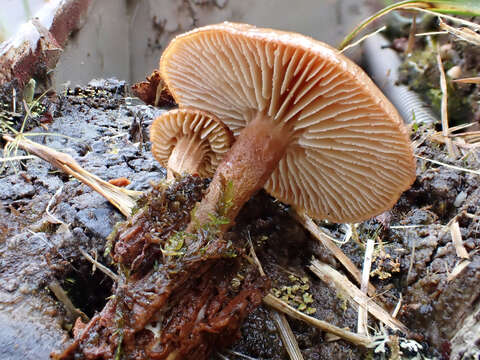 Image of Neolentinus adhaerens (Alb. & Schwein.) Redhead & Ginns 1985