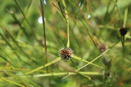 Image of Cyperus bracheilema (Steud.) Mattf. & Kük.