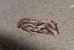 Image of Caribbean Armyworm Moth